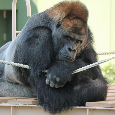 ■□ 東山動植物園へＧＯ【ご朝食付き】♪■□2023年7月14日、アジアの熱帯雨林エリアがオープン！